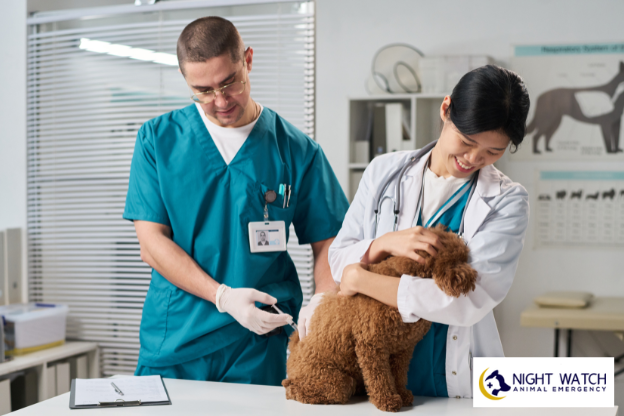 Preventive Care for Adult Dogs and Cats: Vaccines, Testing & Routine Wellness