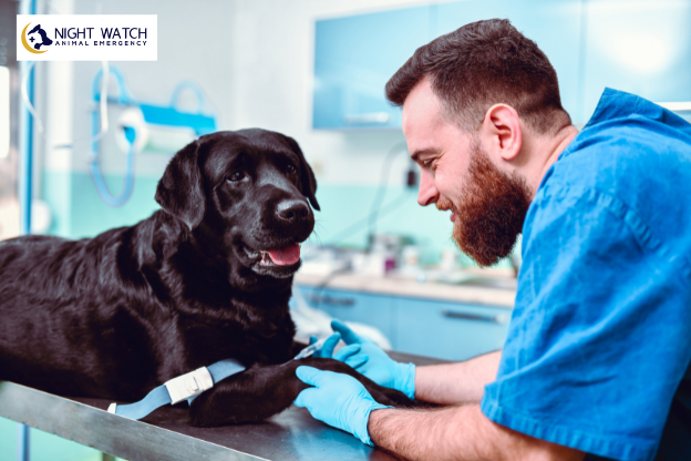 Senior Dog and Cat Care: Health Screenings, Vaccines & Keeping Your Pet Comfortable