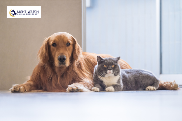 What Health Screenings Should Senior Pets Receive?
