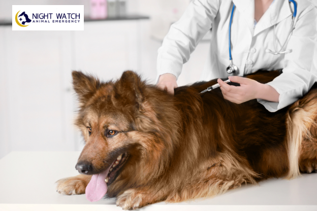 Which Adult Dog Vaccines Are Recommended?