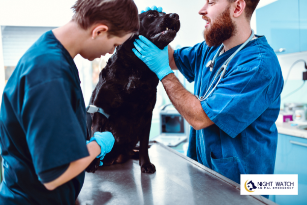Why Do Pet Owners Choose a Veterinary Membership Plan?