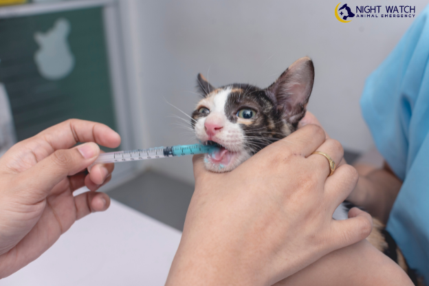 Why Is Deworming So Important For Kittens?