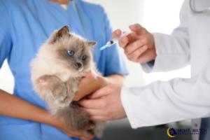 Your Kitten’s First Year: Vaccines, Deworming & What Every Cat Owner Should Know