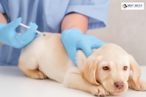 Your Puppy’s First Year: Vaccines, Deworming & Essential Preventive Care Explained