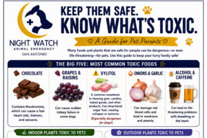 Pet Poison & Emergency Guide: What Every Pet Owner Should Keep on the Fridge