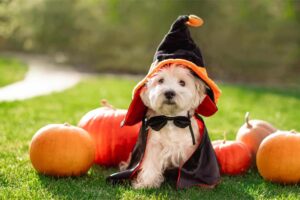 Halloween Pet Safety Tips For Your Dogs and Cats